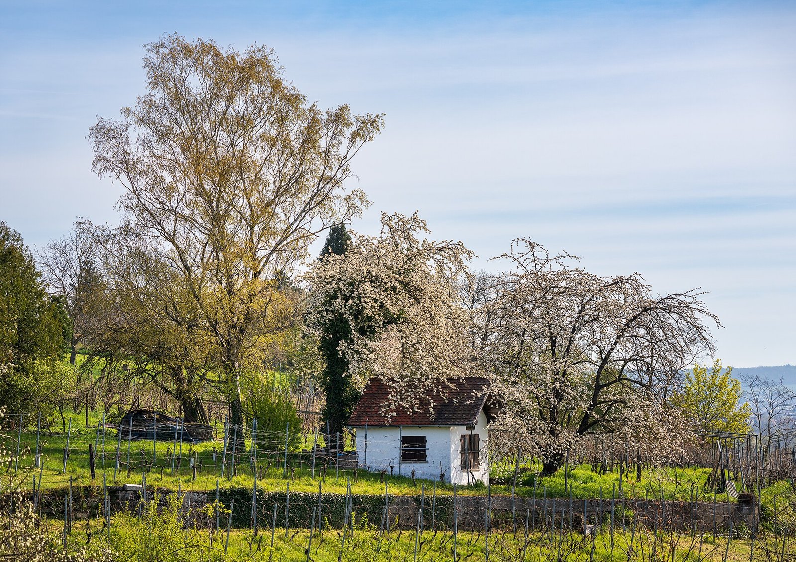 Weinberg bei Heilbronn mit blühenden Kirschbäumen